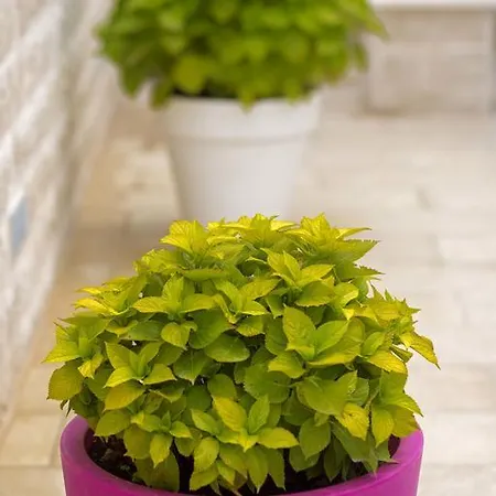 Appartamento Gordana Jelicic Hvar Town