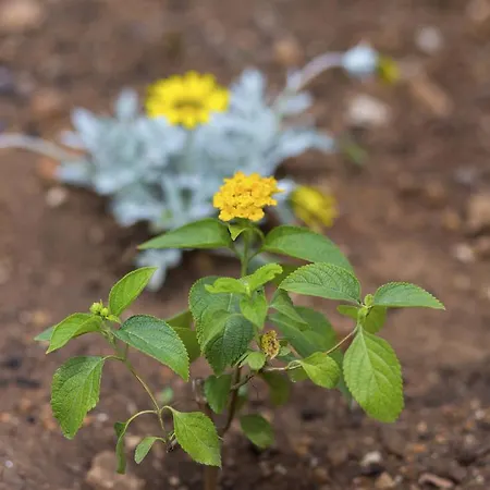 Gordana Jelicic Appartamento *