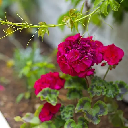 Apartamento Gordana Jelicic