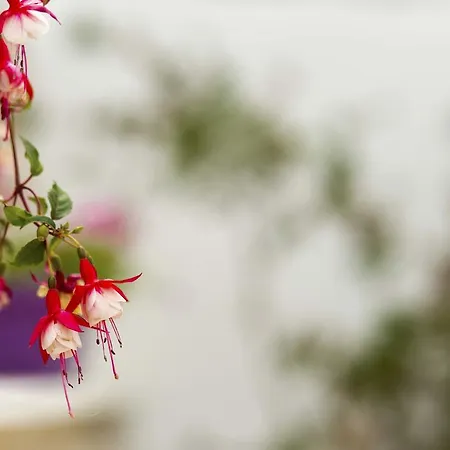 Apartament Gordana Jelicic Hvar Town