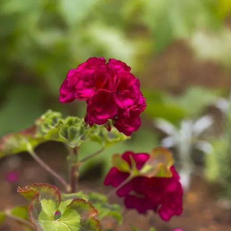 Apartman Gordana Jelicic