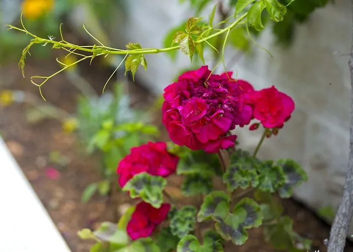 Appartamento Gordana Jelicic