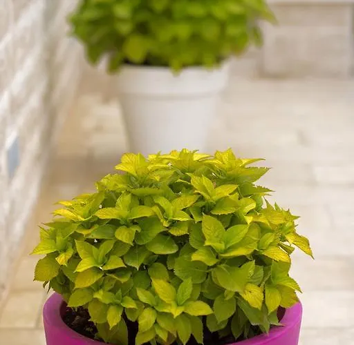 Apartman Gordana Jelicic Hvar Town