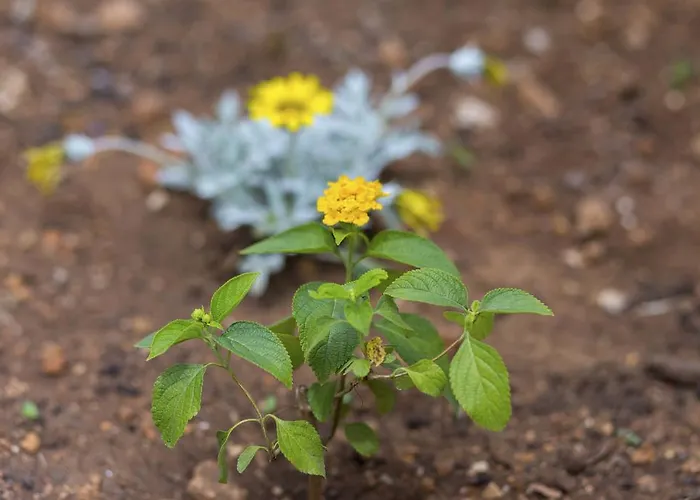 Gordana Jelicic Apartman *