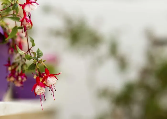 Apartment Gordana Jelicic Hvar Town