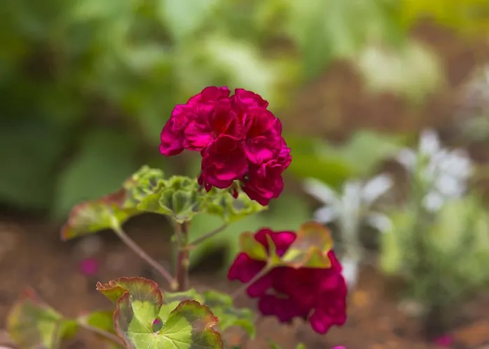 Apartment Gordana Jelicic