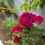 Apartman Gordana Jelicic